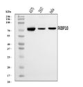 Anti-FKBP10 Antibody Picoband®