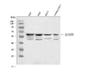 Anti-ACAD9 Antibody Picoband®