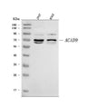 Anti-ACAD9 Antibody Picoband®