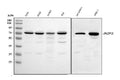 Anti-ZNFN1A2/HELIOS/IKZF2 Antibody Picoband®