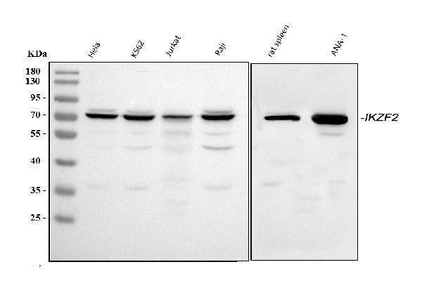 Anti-ZNFN1A2/HELIOS/IKZF2 Antibody Picoband®