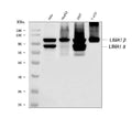 Anti-EPLIN/LIMA1 Antibody Picoband®