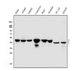 Anti-Cbx8 Antibody Picoband®
