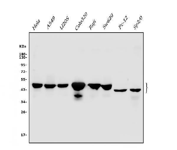 Anti-Cbx8 Antibody Picoband®
