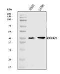 Anti-ADORA2B Antibody Picoband®