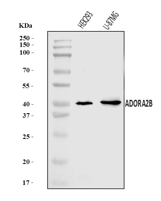 Anti-ADORA2B Antibody Picoband®
