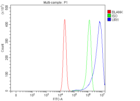 Anti-C19orf2/URI1 Antibody Picoband®