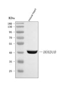 Anti-HOXD10 Antibody Picoband®