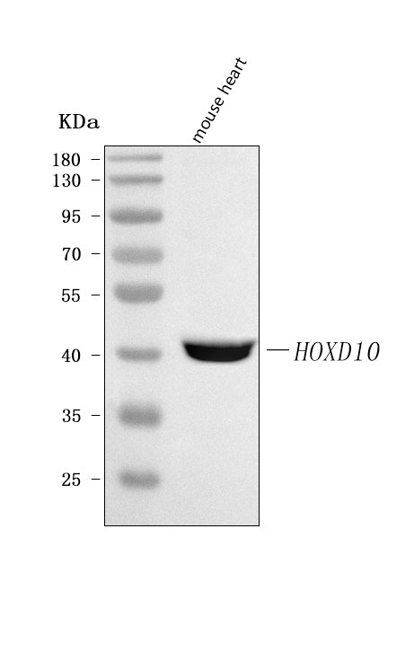 Anti-HOXD10 Antibody Picoband®