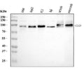 Anti-Calmegin/CLGN Antibody Picoband®