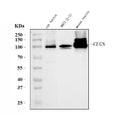 Anti-Calmegin/Clgn Antibody Picoband®