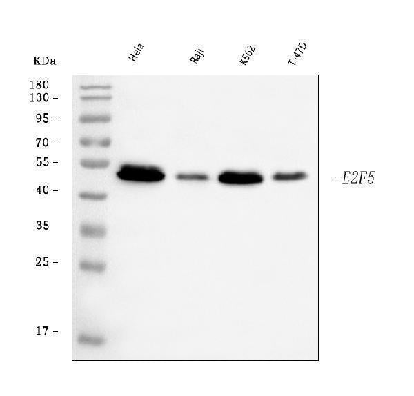 Anti-E2F5 Antibody Picoband®
