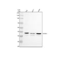 Anti-OSTM1 Antibody Picoband®