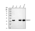 Anti-AKR1D1 Antibody Picoband®
