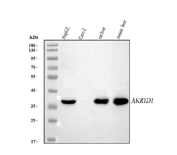 Anti-AKR1D1 Antibody Picoband®