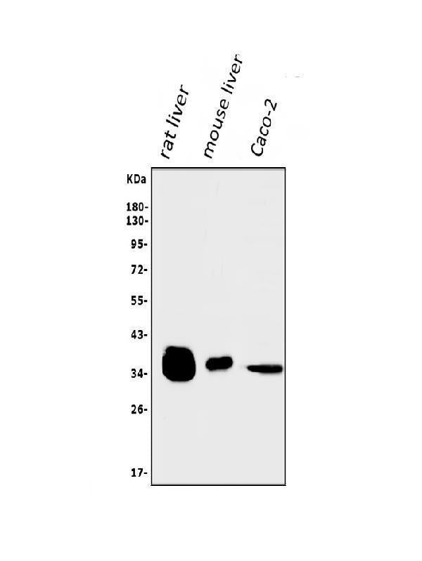 Anti-AKR1D1 Antibody Picoband®