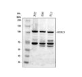 Anti-HERC5 Antibody Picoband®