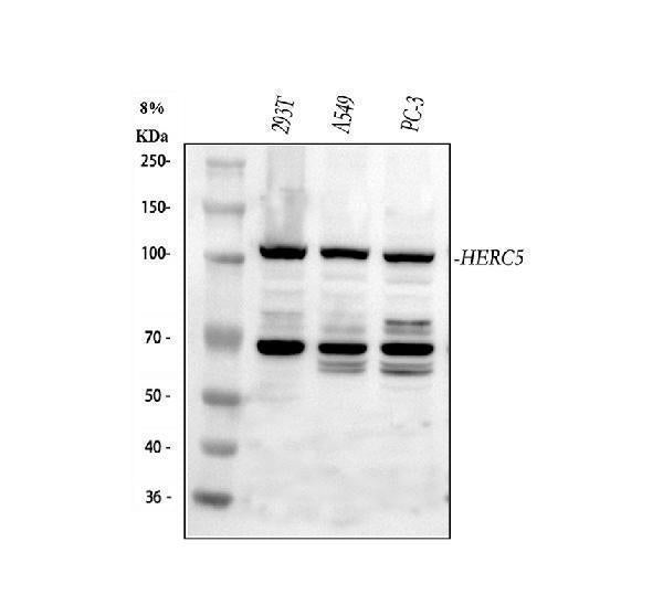 Anti-HERC5 Antibody Picoband®
