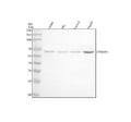 Anti-CTNNBL1 Antibody Picoband®