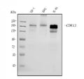 Anti-CDK13 Antibody Picoband®