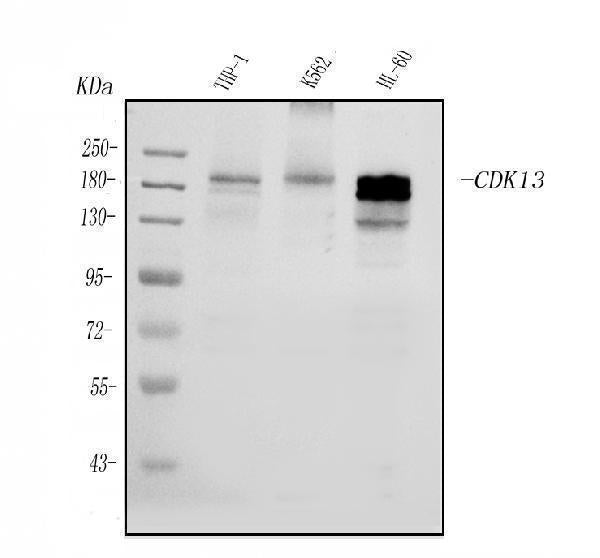Anti-CDK13 Antibody Picoband®