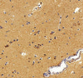 Anti-Aldolase C/ALDOC Antibody Picoband®