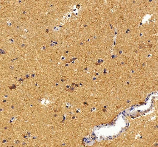Anti-Aldolase C/ALDOC Antibody Picoband®