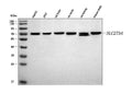 Anti-FATP4/SLC27A4 Antibody Picoband®