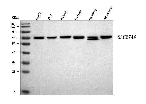 Anti-FATP4/SLC27A4 Antibody Picoband®