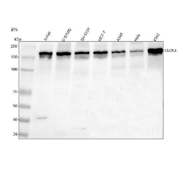 Anti-CLCN3 Antibody Picoband®