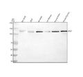 Anti-BRD1 Antibody Picoband®
