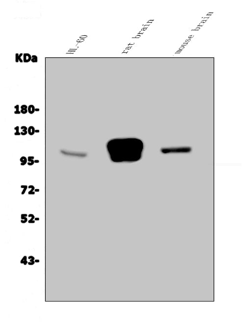 Anti-GRID2 Antibody Picoband®