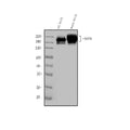 Anti-Nefh Antibody Picoband®