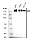 Anti-GP210/NUP210 Antibody Picoband®