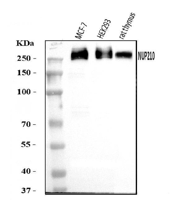 Anti-GP210/NUP210 Antibody Picoband®