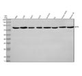 Anti-MPP5/PALS1 Antibody Picoband®
