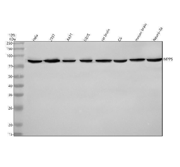 Anti-MPP5/PALS1 Antibody Picoband®