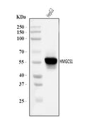 Anti-HMGCS1 Antibody Picoband®