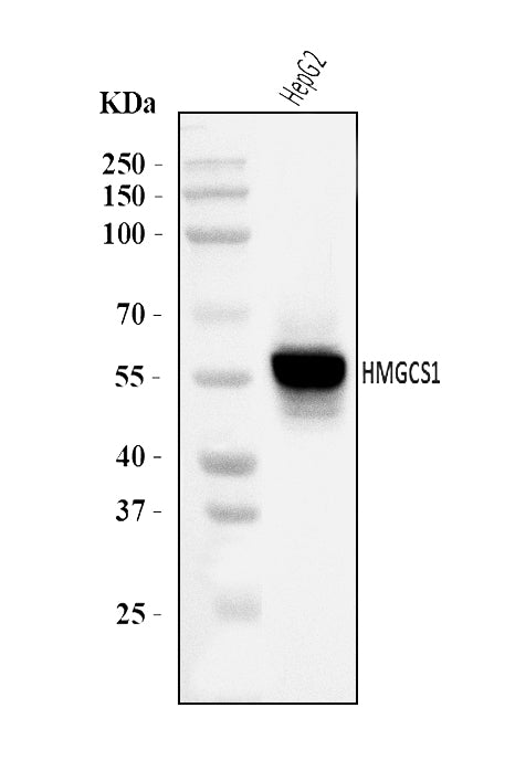 Anti-HMGCS1 Antibody Picoband®