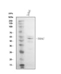 Anti-TCR alpha/TRAC Antibody Picoband®