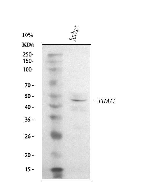 Anti-TCR alpha/TRAC Antibody Picoband®