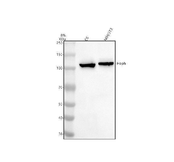 Anti-Hephaestin/HEPH Antibody Picoband®