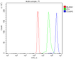 Anti-ch TOG/CKAP5 Antibody Picoband®