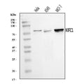 Anti-KIFC1 Antibody Picoband®