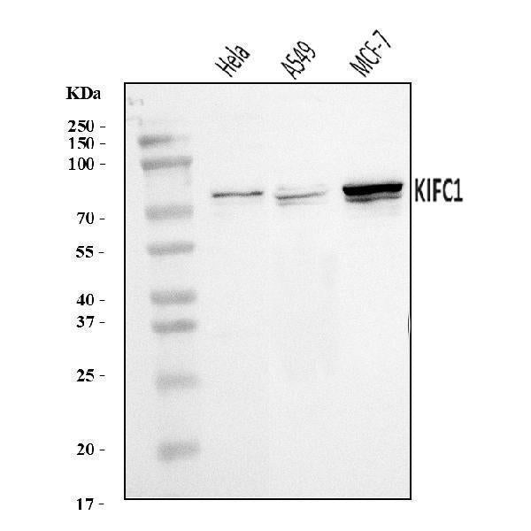 Anti-KIFC1 Antibody Picoband®