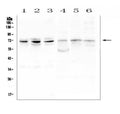 Anti-ARNTL2 Antibody Picoband®