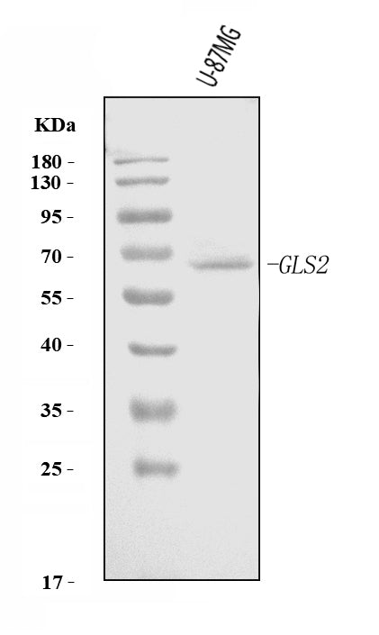 Anti-GLS2 Antibody Picoband®