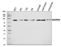 Anti-ENAH/MENA Antibody Picoband®