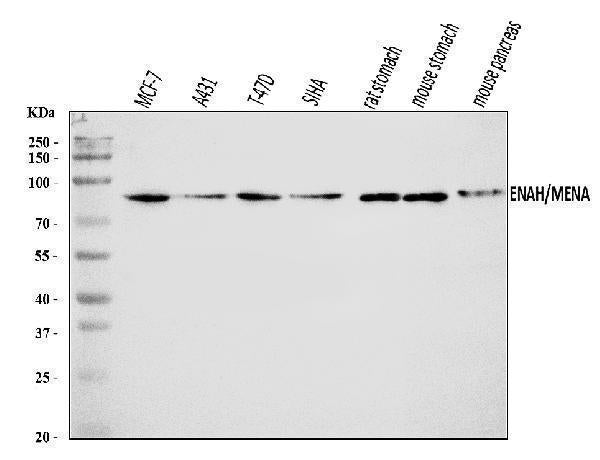 Anti-ENAH/MENA Antibody Picoband®