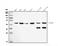Anti-KMT1B/SUV39H2 Antibody Picoband®